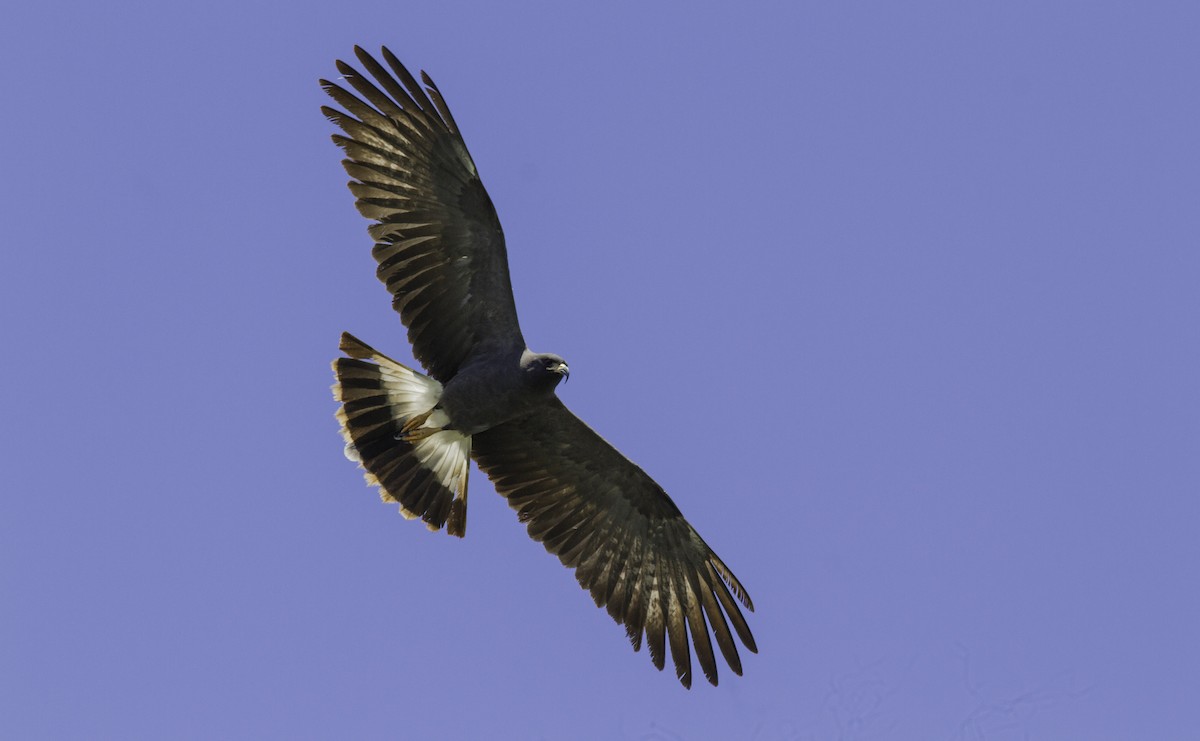 Snail Kite - ML179072411