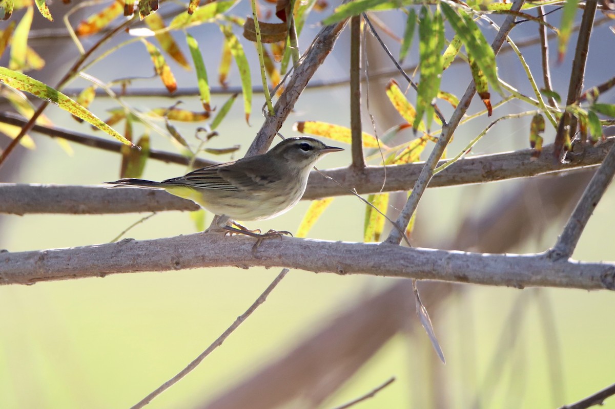 Palm Warbler - Chelsea Mosteller