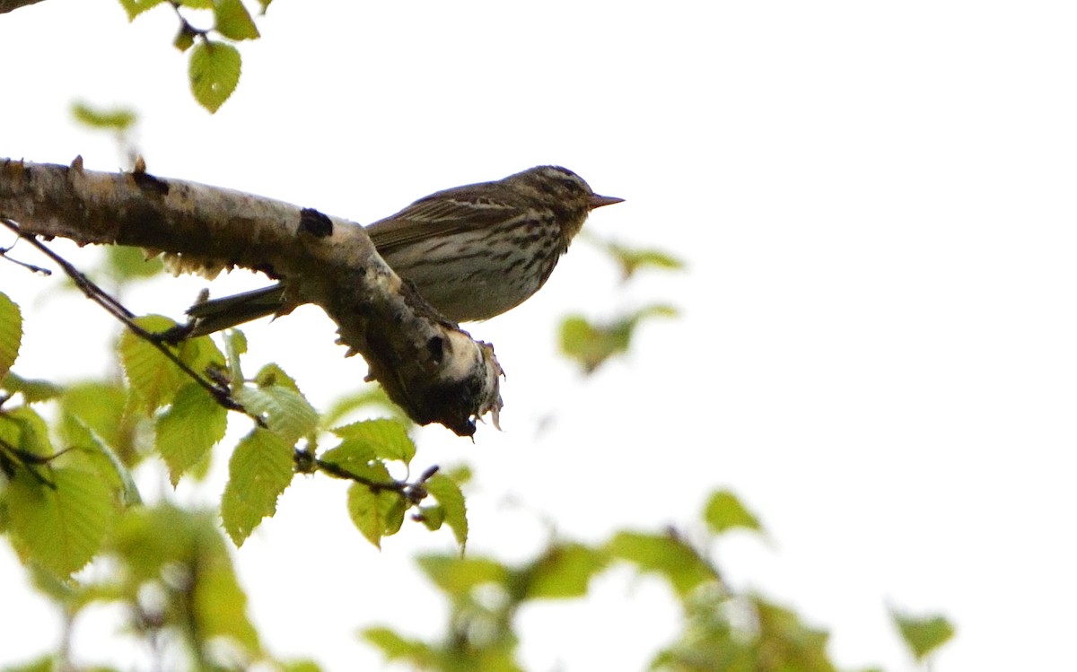 Olive-backed Pipit - ML179075421