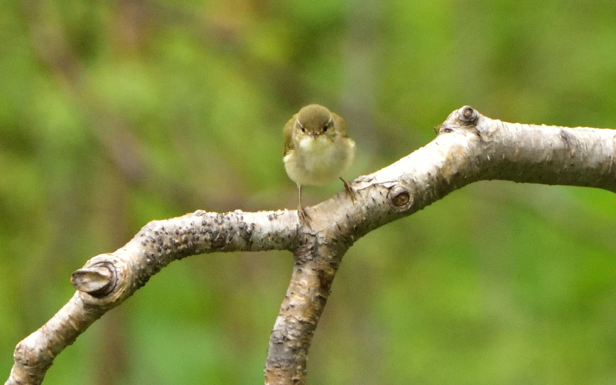 Kamchatka Leaf Warbler - ML179076391