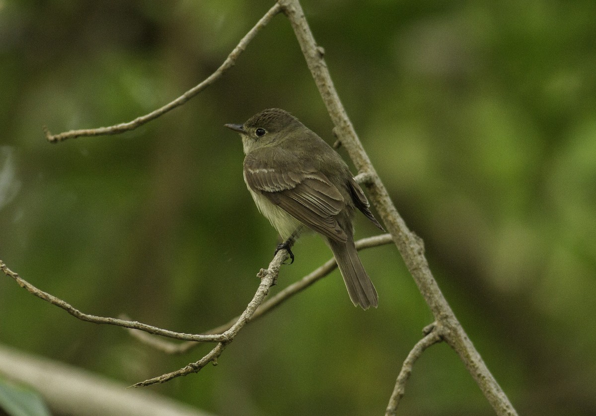 Alder/Willow Flycatcher (Traill's Flycatcher) - Roni Martinez