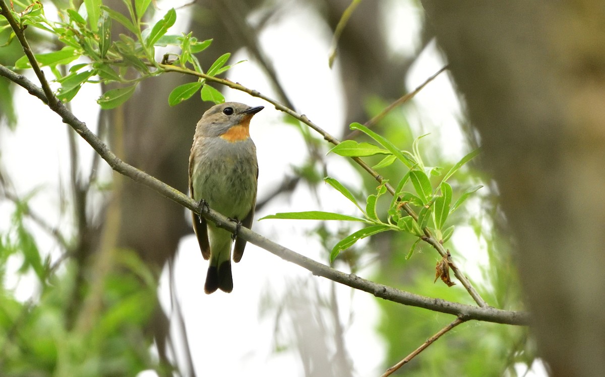 Taiga Flycatcher - ML179080821