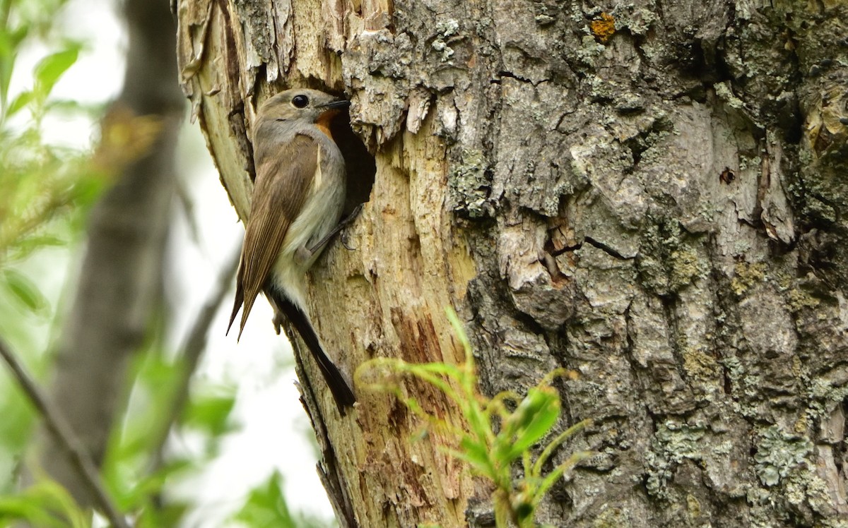 Taiga Flycatcher - ML179081021