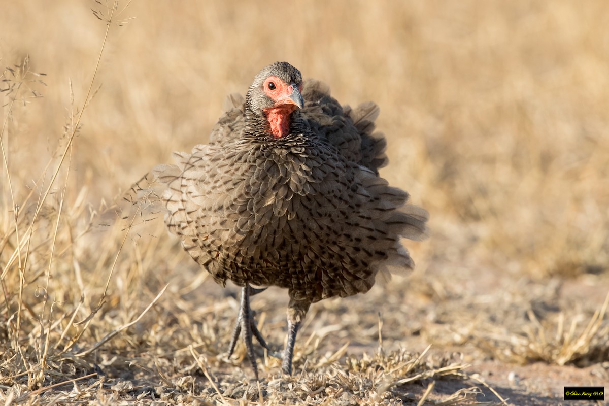 Swainson's Spurfowl - ML179082161