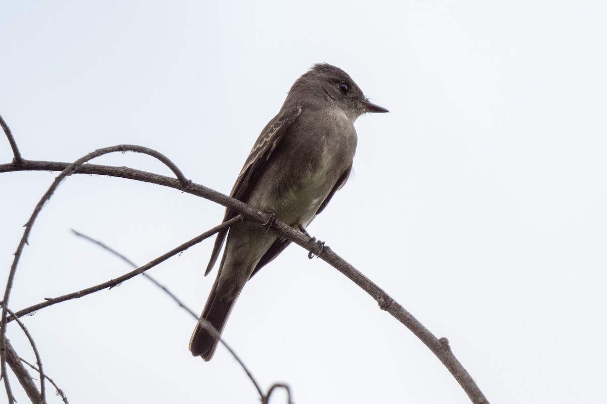 Western Wood-Pewee - Andrew Newmark