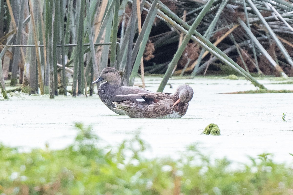 Gadwall - Andrew Newmark