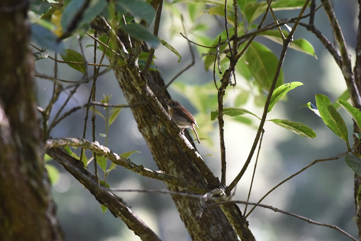 Fulvous-chested Jungle Flycatcher - ML179084131