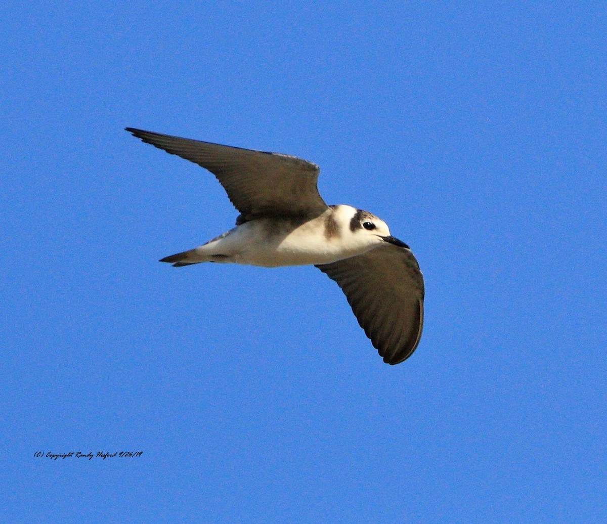 Black Tern - Randy Hesford