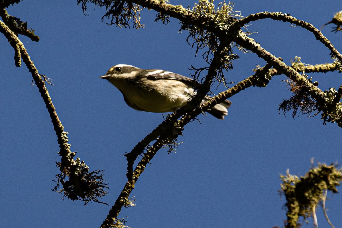 Black-throated Gray Warbler - Cris Heins