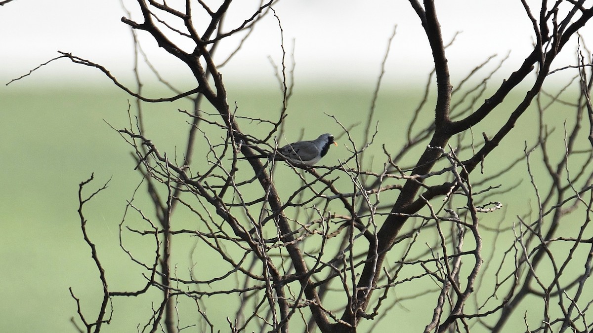 Namaqua Dove - ML179091781