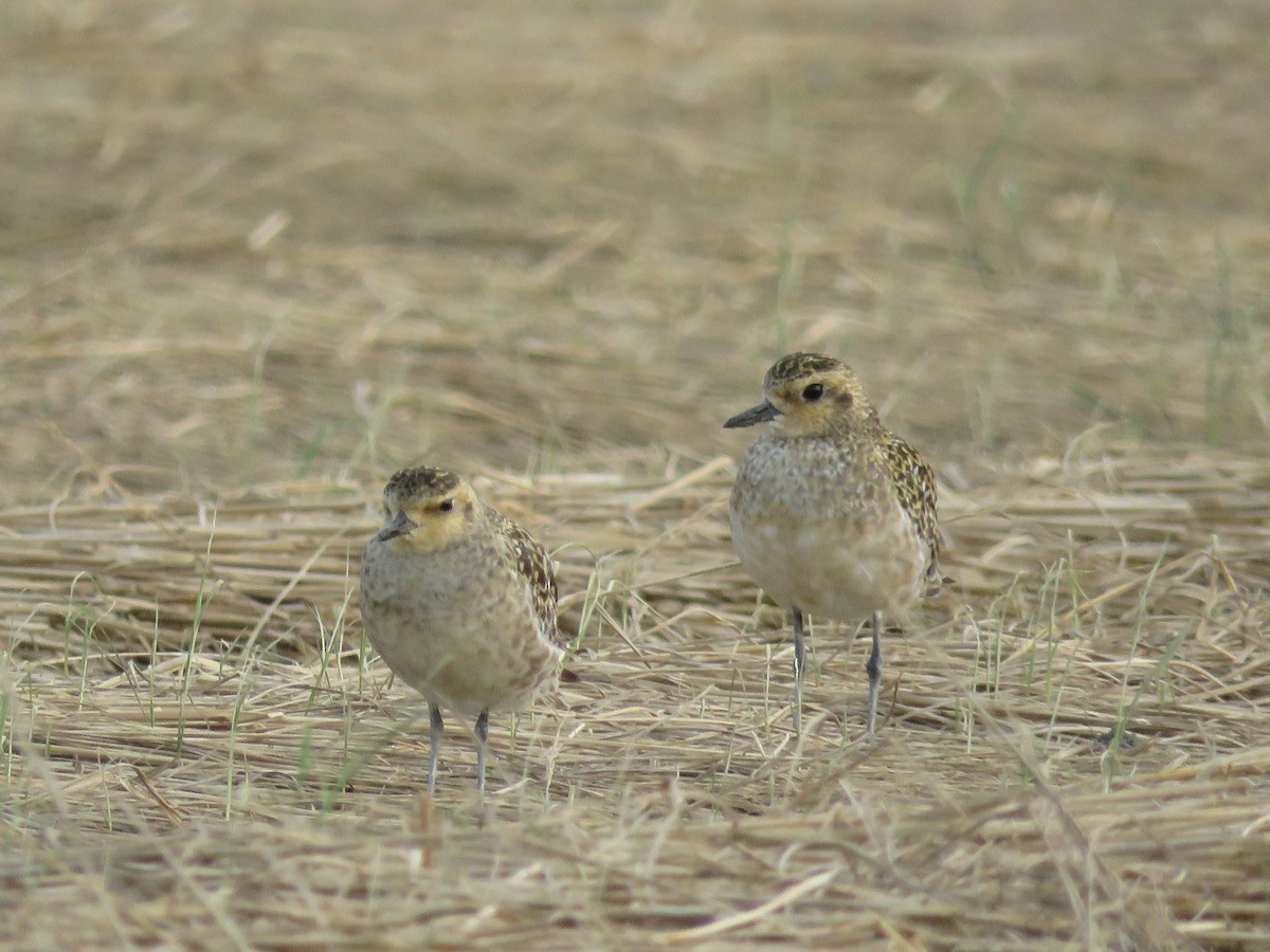 Pacific Golden-Plover - 俞君 周