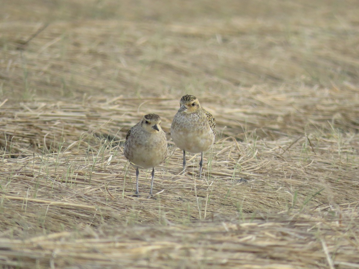 Pacific Golden-Plover - 俞君 周