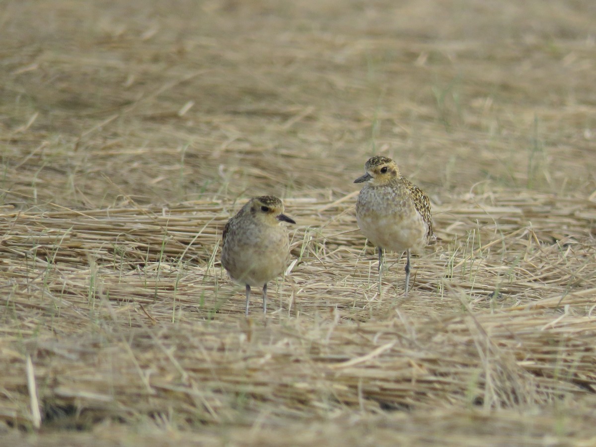 Pacific Golden-Plover - 俞君 周