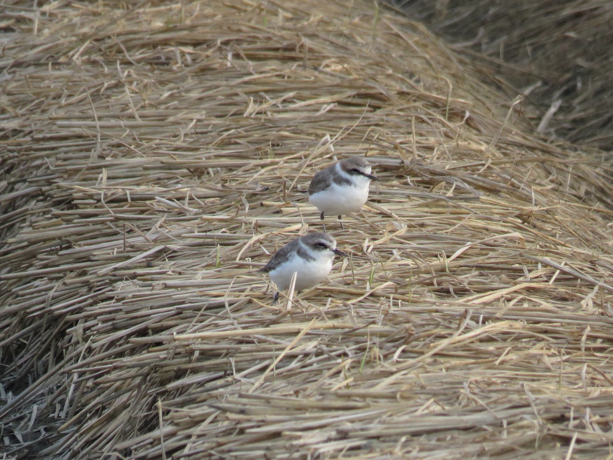 Kentish Plover - ML179092201