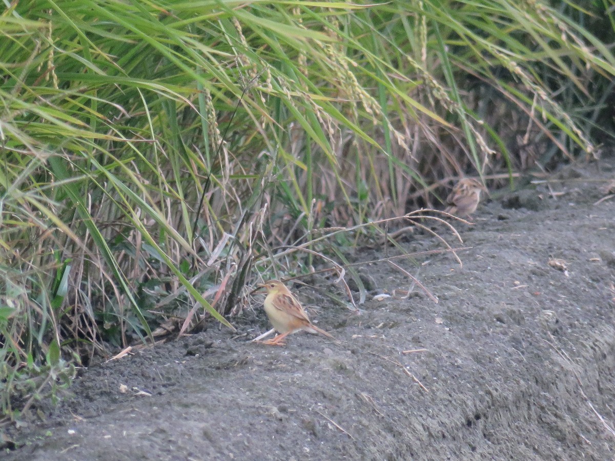 Zitting Cisticola - 俞君 周