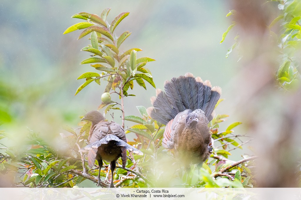 Gray-headed Chachalaca - ML179092271