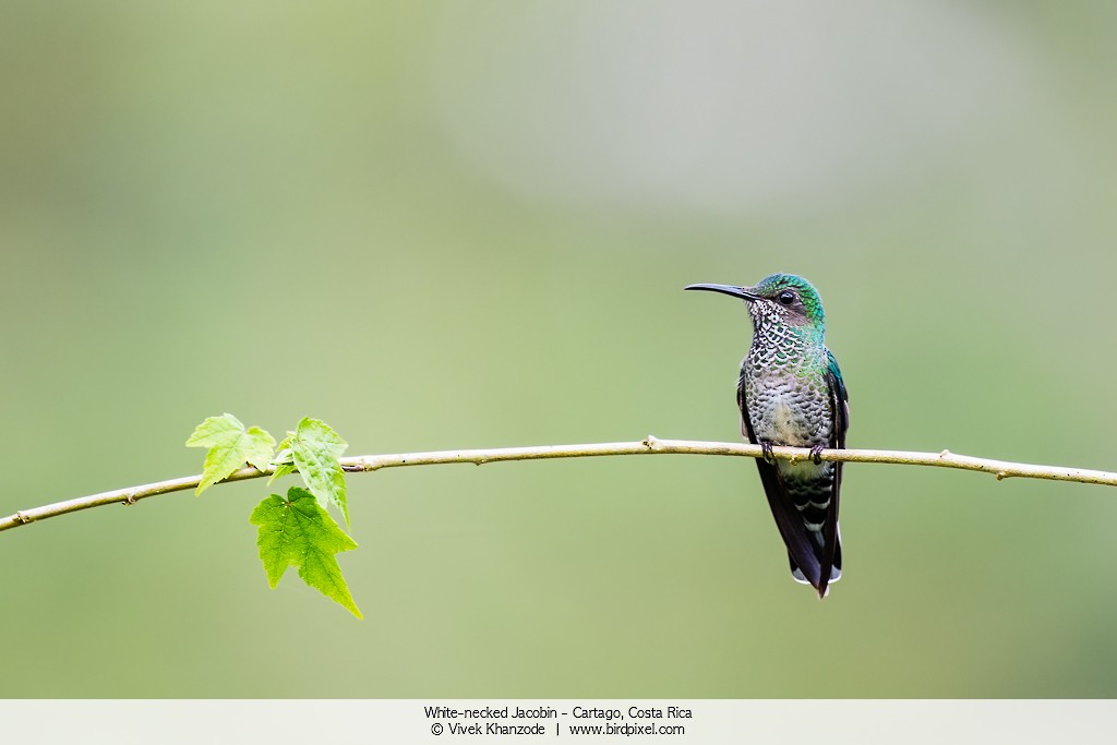 White-necked Jacobin - ML179092311