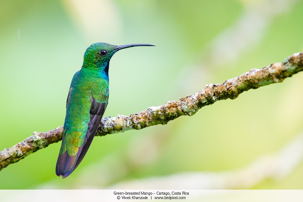 Green-breasted Mango - ML179092321