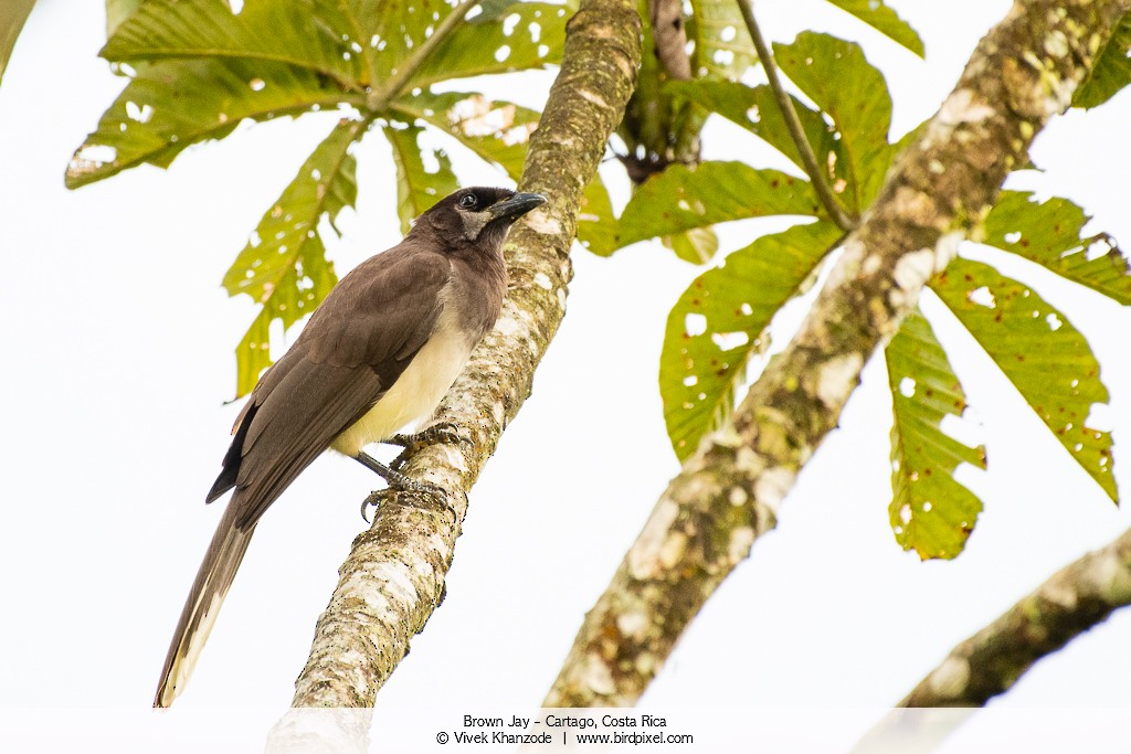 Brown Jay - ML179092361