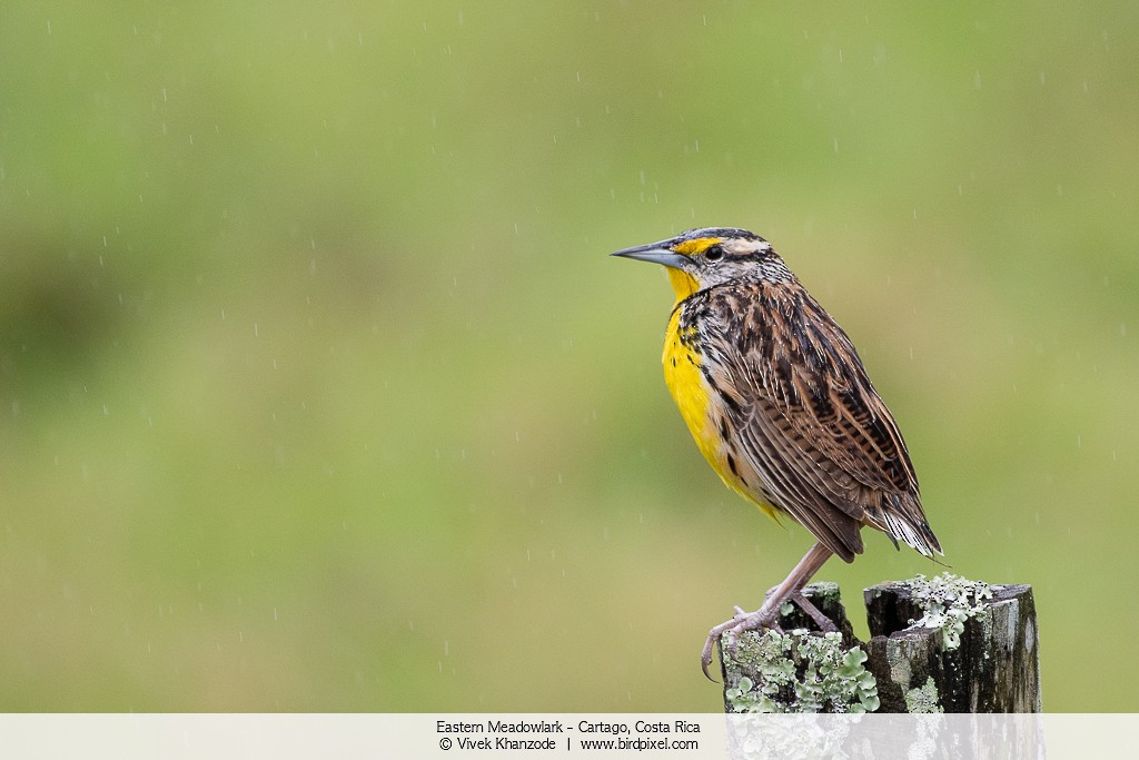 Eastern Meadowlark - ML179092411