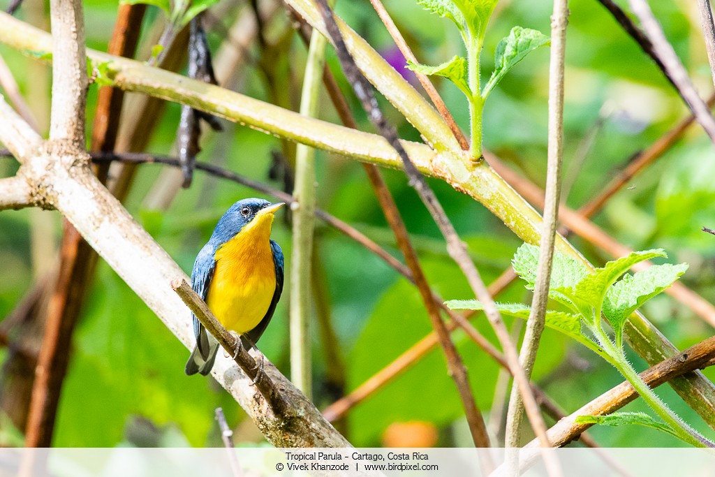 Tropical Parula - ML179092511