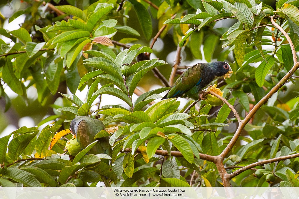 White-crowned Parrot - ML179092891