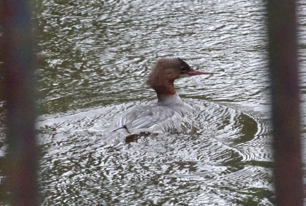 カワアイサ（merganser／orientalis） - ML179098641