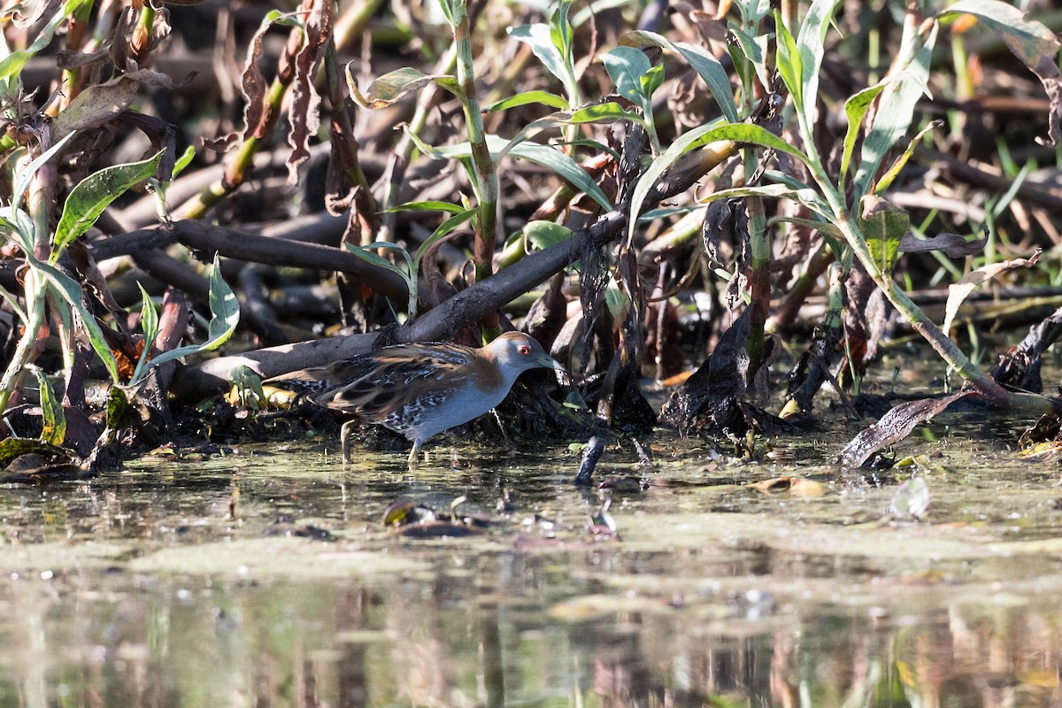 Baillon's Crake - Terence Alexander