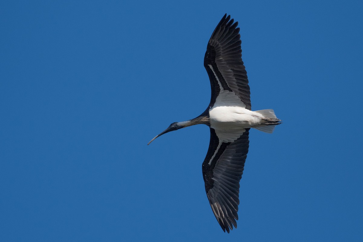 ibis slámokrký - ML179098991