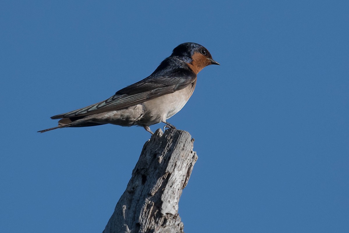 Welcome Swallow - Terence Alexander