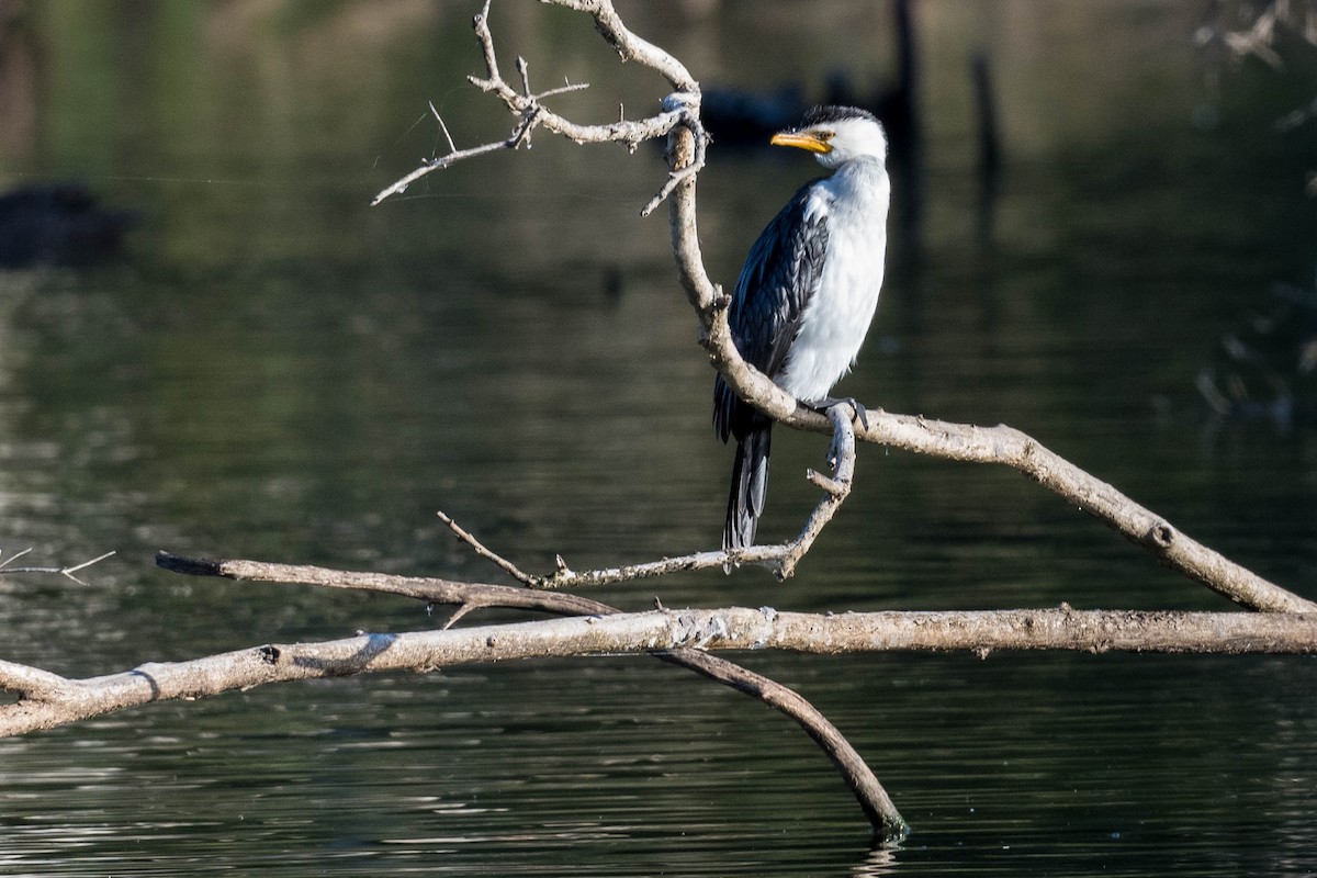 Little Pied Cormorant - Terence Alexander