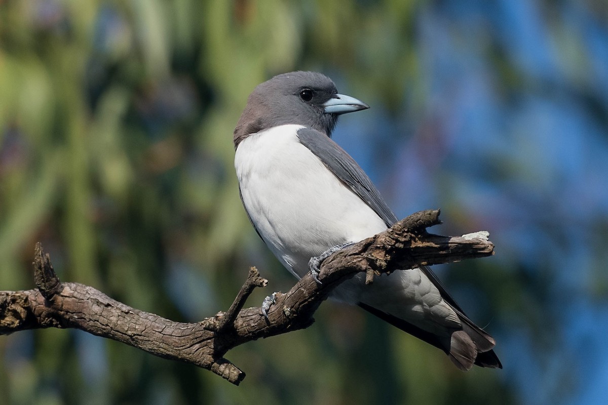 White-breasted Woodswallow - Terence Alexander