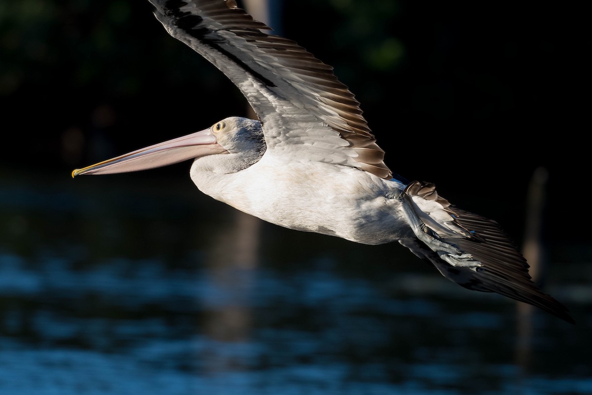 Australian Pelican - Terence Alexander