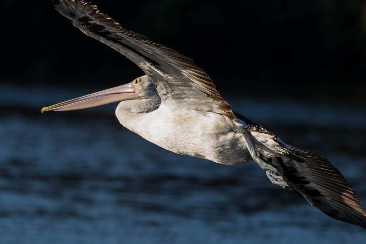 Australian Pelican - Terence Alexander