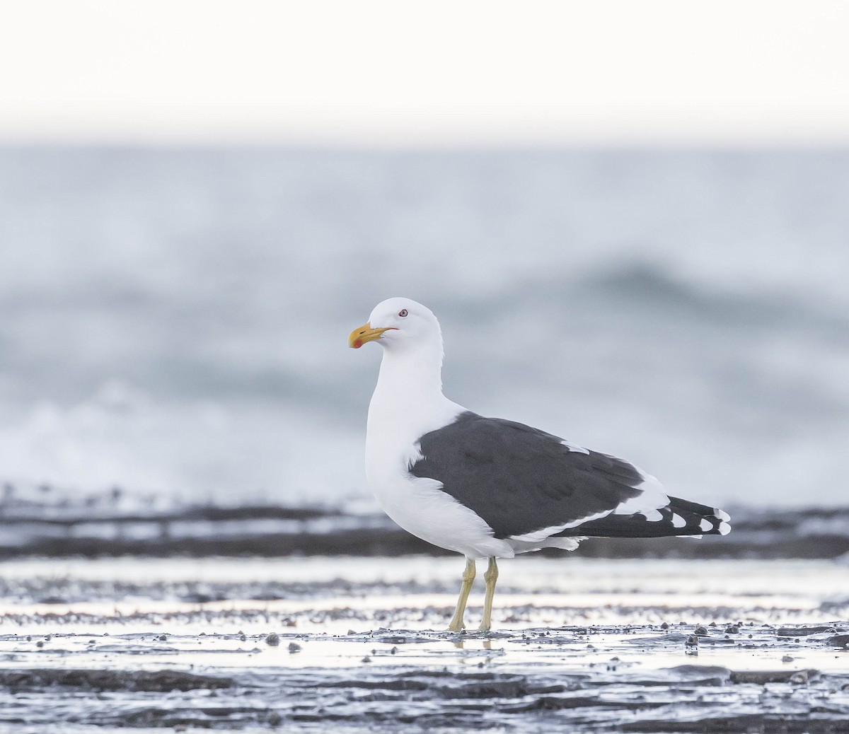 Kelp Gull - ML179100391