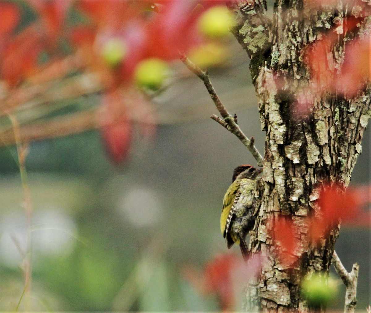 Streak-throated Woodpecker - Rohan Shetty