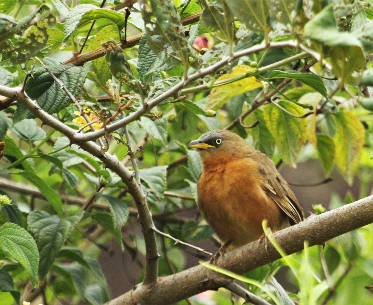 Rufous Babbler - ML179101721