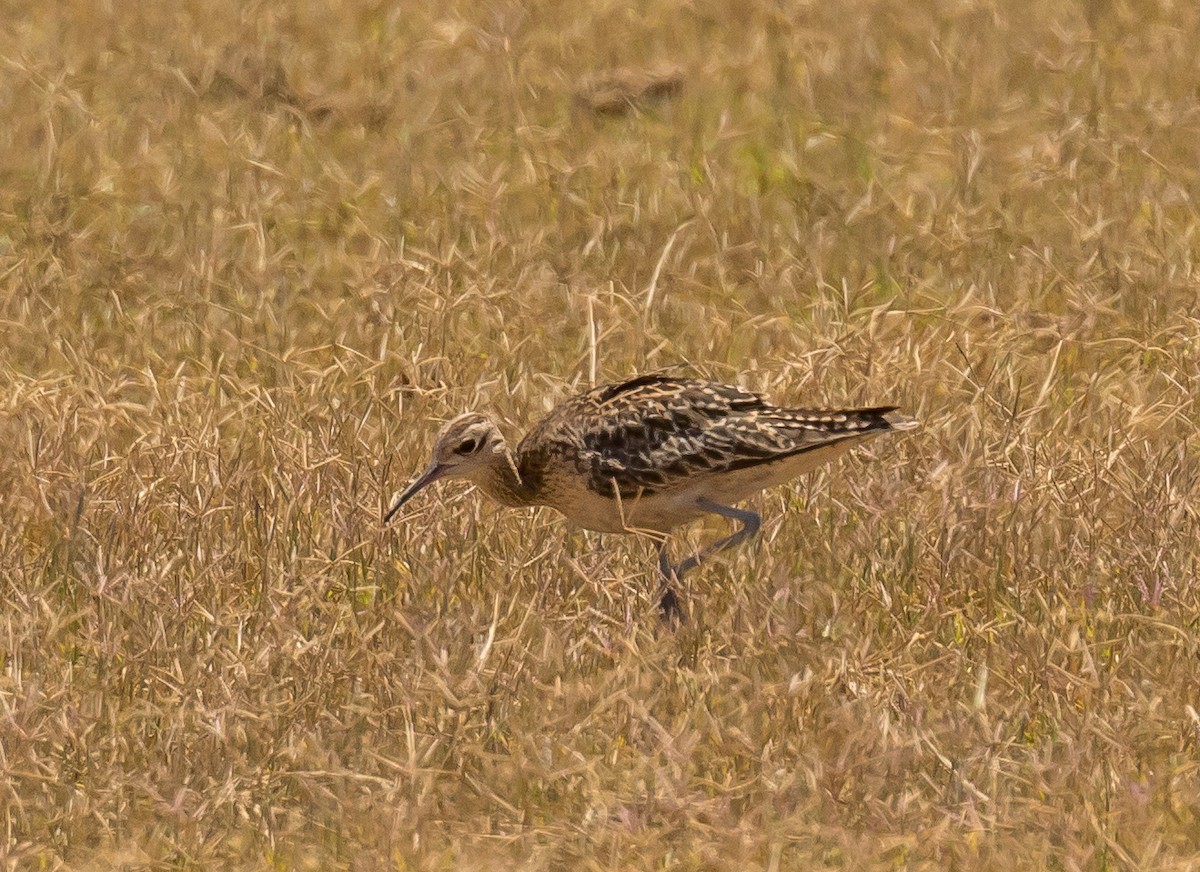 Little Curlew - Louise Summerhayes