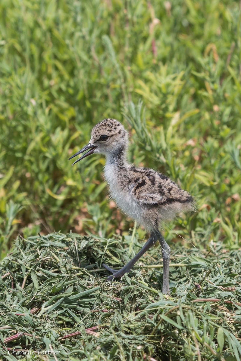 Cigüeñuela Cuellinegra - ML179106311