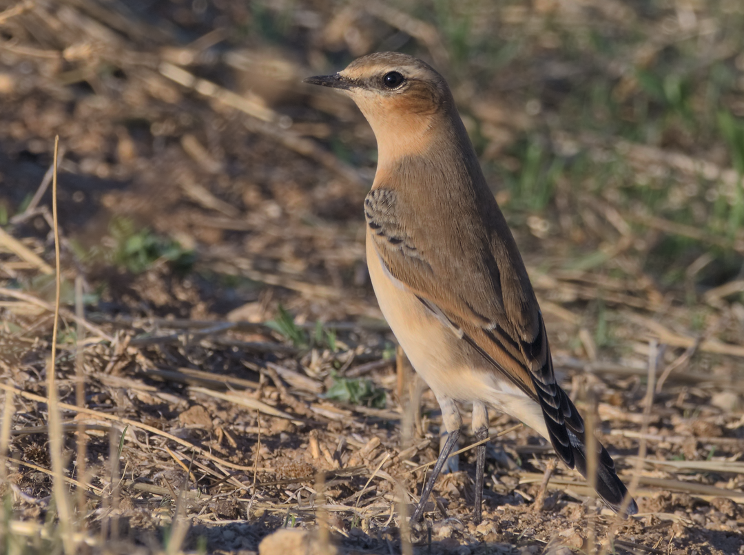 Northern Wheatear - ML179107531