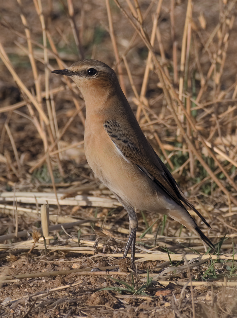 Northern Wheatear - Juan Parra Caceres