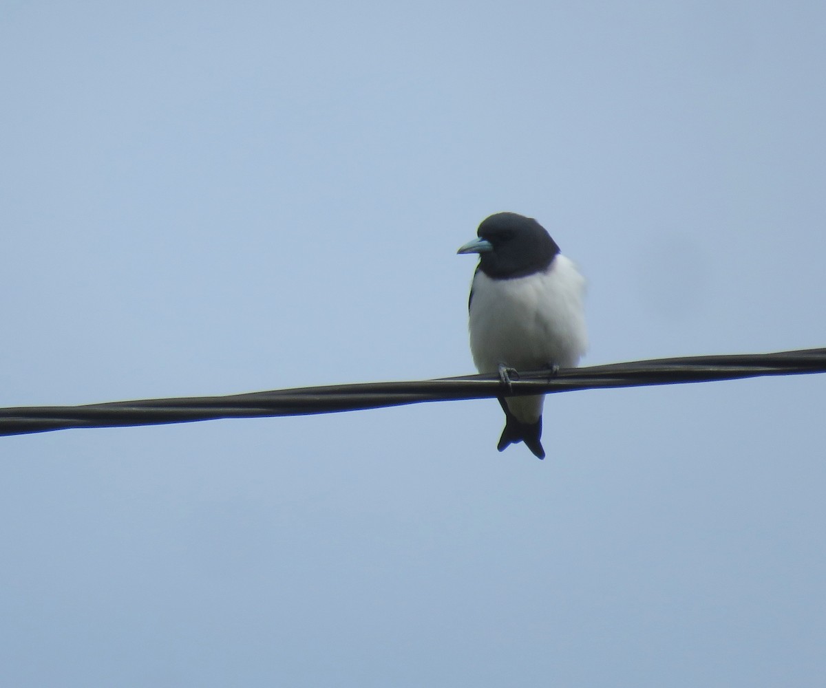 Great Woodswallow - ML179108001