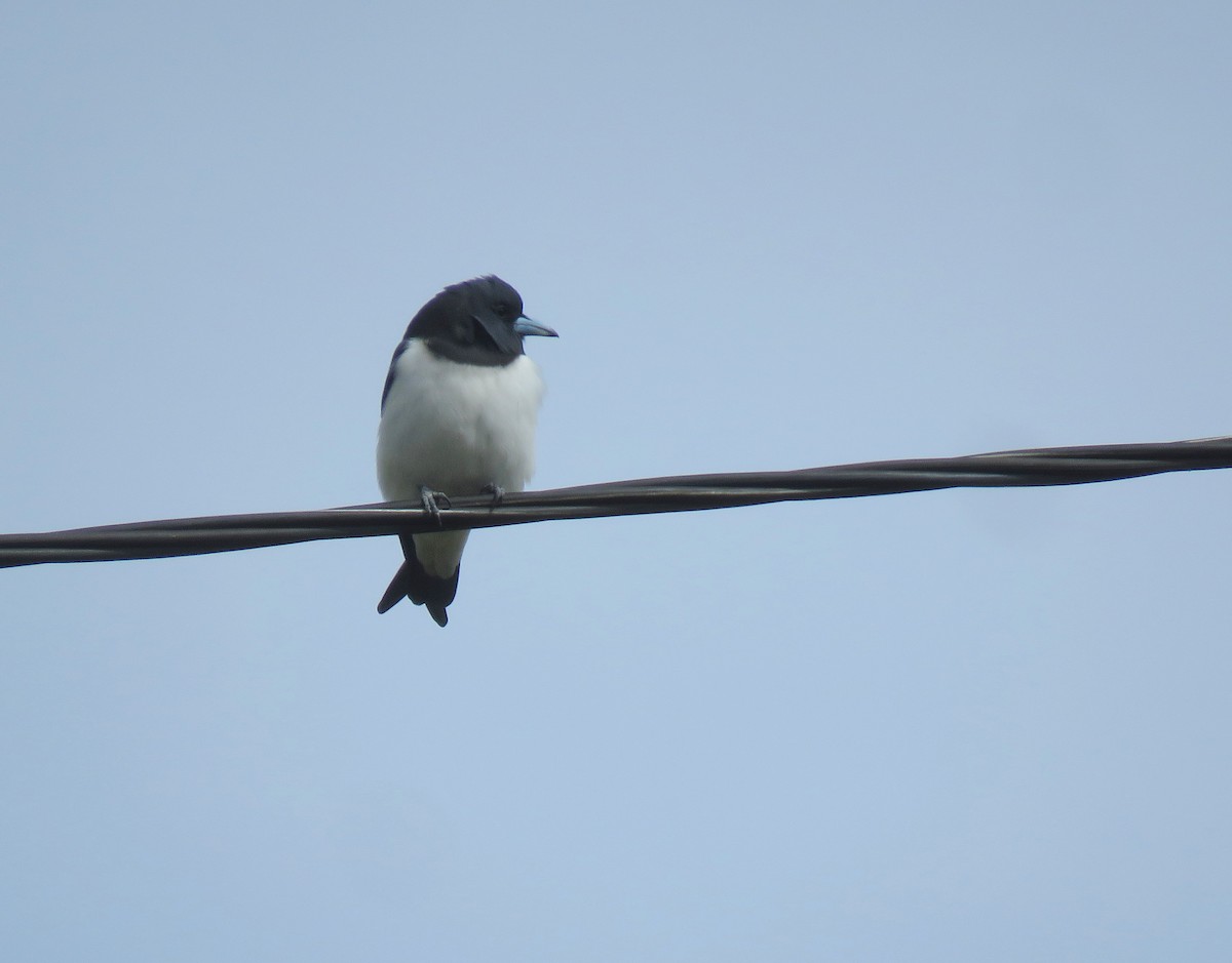 Great Woodswallow - ML179108011