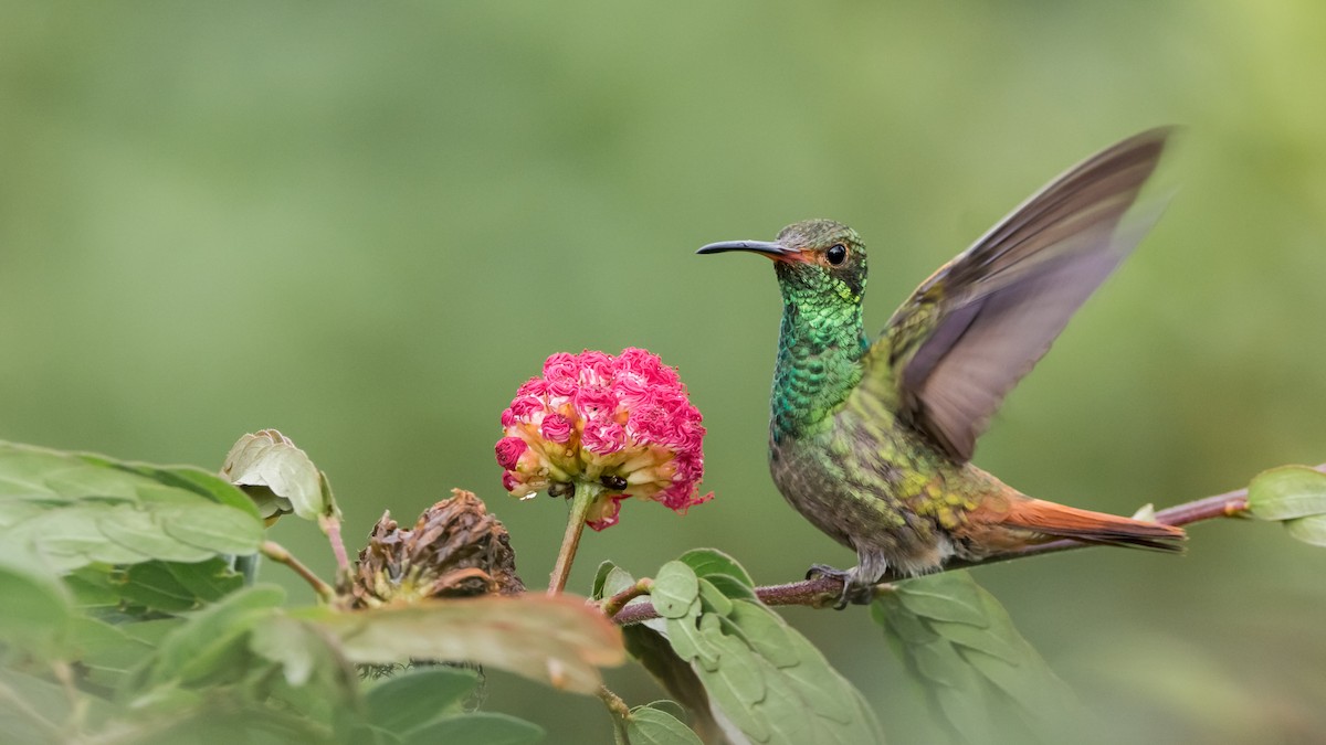 Rufous-tailed Hummingbird - Pepe Castiblanco