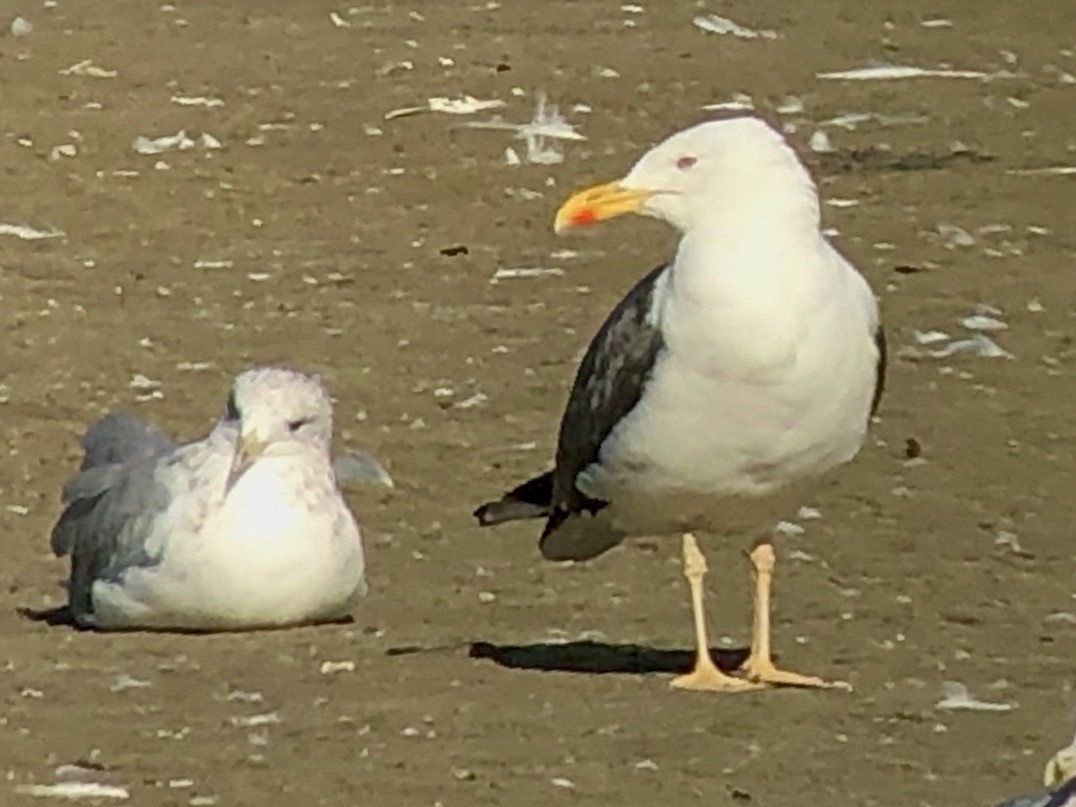 Lesser Black-backed Gull - ML179110971