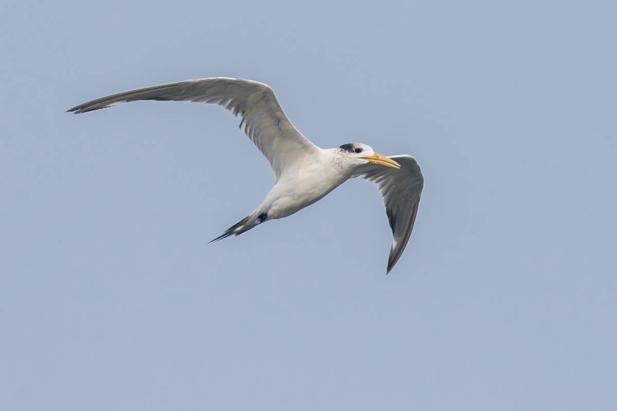 Great Crested Tern - Adrian Silas Tay