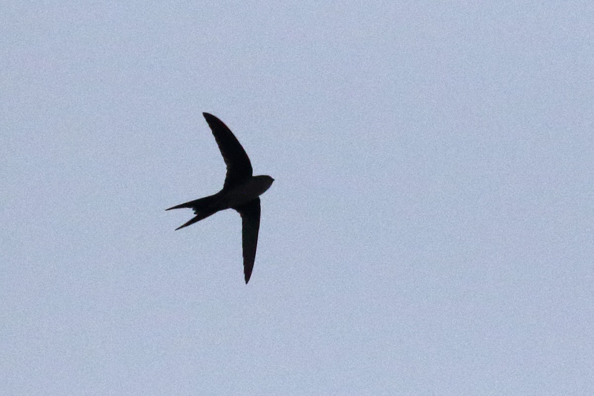 Fork-tailed Palm Swift - ML179113211
