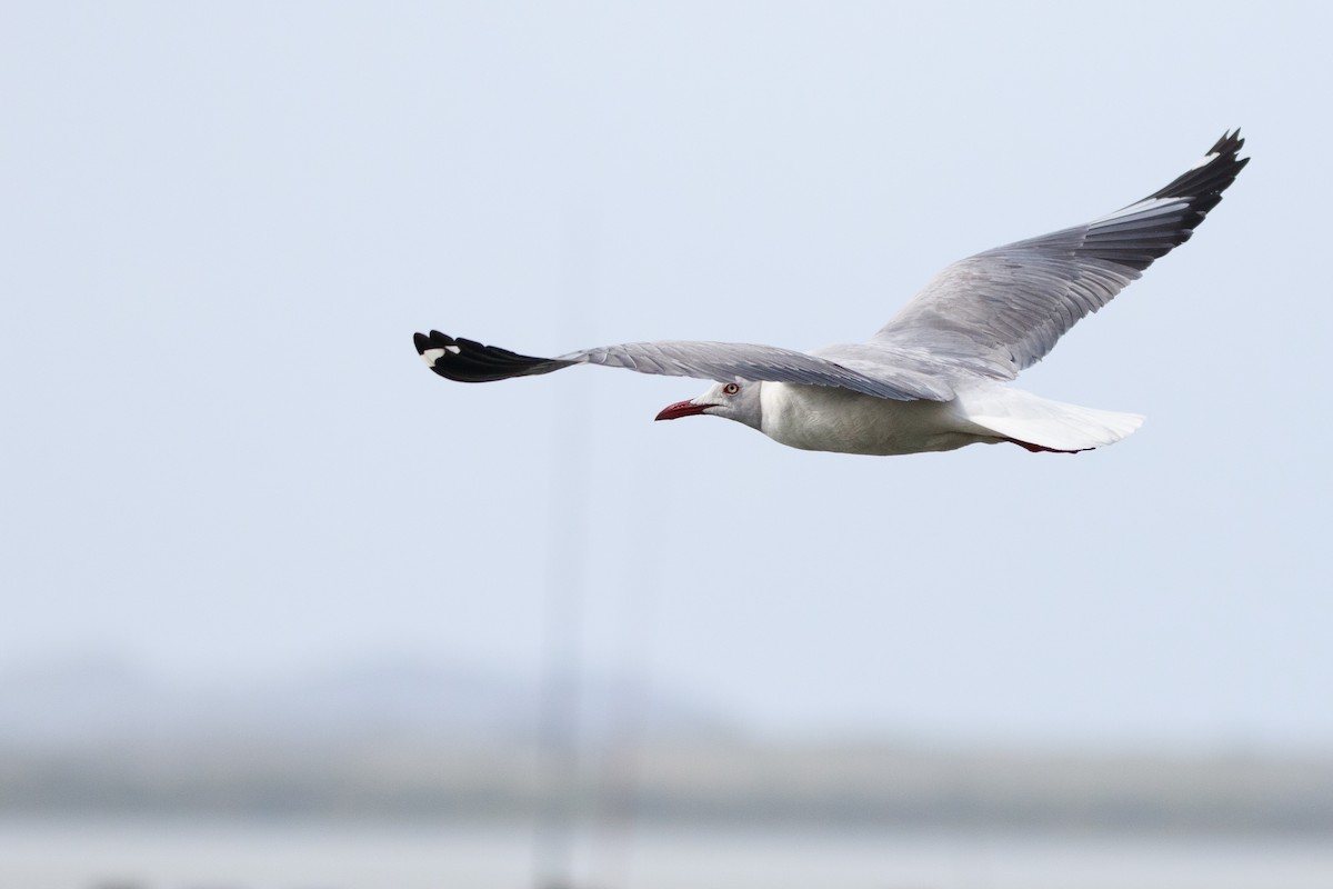 Gray-hooded Gull - Alistair Walsh
