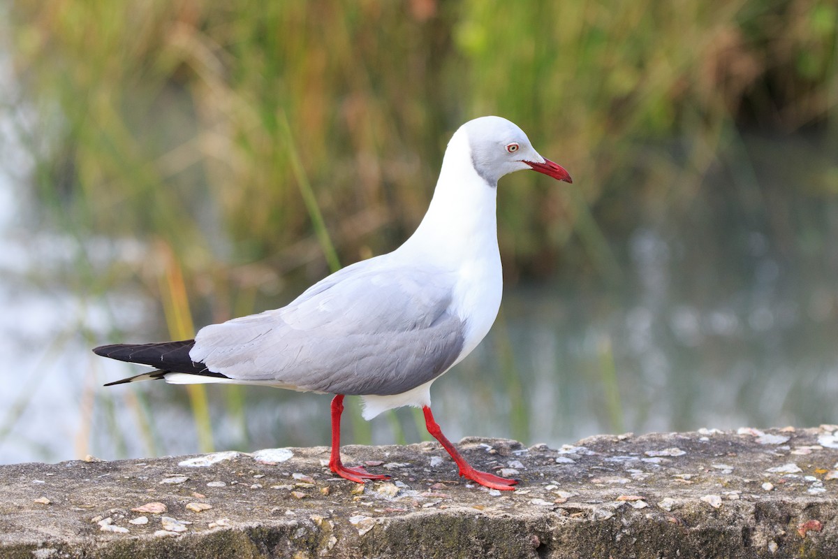 Gray-hooded Gull - Alistair Walsh