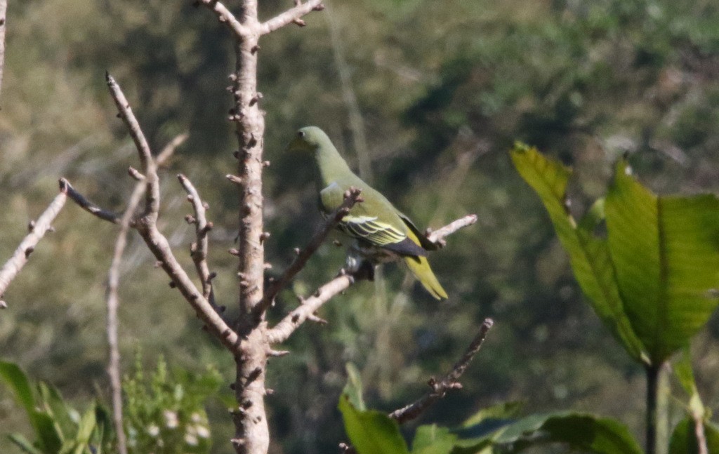 Sumba Green-Pigeon - Yovie Jehabut